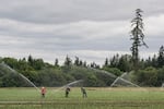 Field laborers work at a farm near Ernst Nursery and Farms, the location of a heat death during last weekend's record breaking temperatures on Thursday, July, 1, 2021, in St. Paul, Ore. Hundreds of deaths in Canada, Oregon and Washington may have been caused by the historic heat wave that baked the Pacific Northwest and shattered all-time temperature records in usually temperate cities.