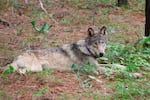 FILE - This February 2021 file photo released by California Department of Fish and Wildlife, shows a gray wolf (OR-93), near Yosemite, Calif., shared by the state's Department of Fish and Wildlife. The endangered gray wolf that traveled at least 1,000 miles from Oregon to California's Central Coast before his tracking collar stopped giving signals in the spring may still be alive and roaming in Ventura County. The California Department of Fish and Wildlife said Friday, Oct. 1, that it received three reports last month matching the description of OR-93 in the northern part of the county, and officials were able to confirm wolf tracks in the vicinity.