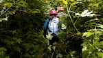 The field crew can bushwhack through salmonberry brambles for hours, searching for the radio frequency of the bird on the nest.