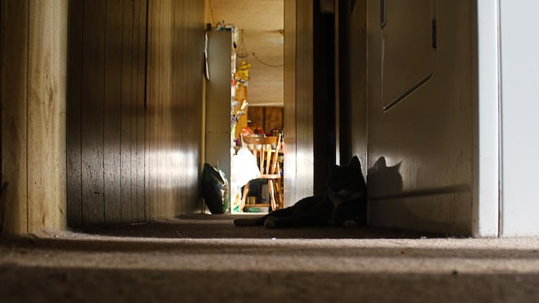 A cat lays next to the washing machine in the hall of White's single wide manufactured home. The floorboards under the carpet have rotted. 