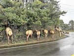 Elk forage on the roadside earlier this year in Cannon Beach, Ore.