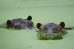 Hippos wallow at a lagoon in the Hacienda Napoles Park, once the private estate of drug kingpin Pablo Escobar, in Puerto Triunfo, Colombia.
