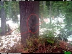 A trail camera captured this image in 2017 in Washington's Gifford Pinchot National Forest. It's where fishers had been reintroduced from Canada two years earlier. The image has been digitally enhanced to show a female fisher carrying her young near a nesting cavity in the tree trunk.