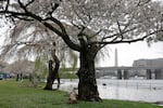 East Potomac Park is a fan-favorite spot for locals and tourists alike to enjoy the cherry blossoms each spring.