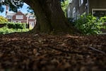 Mulching significantly reduces soil evaporation and reduces root disturbance from landscaping tools.