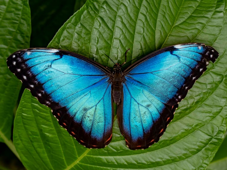 Stunning Blue Butterflies From Around The World - Australian