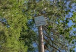 A tree sitter is stationed at the top of an old-growth Ponderosa pine in the Bureau of Land Management's Poor Windy project area in Josephine County.