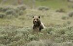 Federal officials are again considering translocating grizzly bears to the North Cascades.