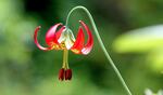 An endangered Western lily in full bloom.