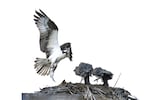 At a nesting site provided by William Smith Properties, and overlooking the Bend Whitewater Park, an adult osprey delivers dinner to its young on Aug. 12, 2023.