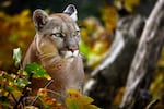 A cougar is seen in a forest in autumn. The Wild Felid Advocacy Center of Washington says bird flu has killed 20 of its big cats, including cougars, in the past month.