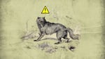 A biological illustration from the 1820s depicts an American gray wolf. Wolves were seen as menacing creatures and subjected to persecution, largely by white settlers, prior to the Endangered Species Act of 1973. (Graphic by OPB.)