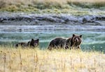 A grizzly bear mother and her cub in the Yellowstone National Park in Wyoming.