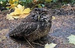 This photo provided by Portland Audubon shows the northern spotted owl discovered at Mt. Tabor Park in Portland, Ore., on Nov. 6, 2023.