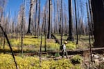 "These parks were in part established to conserve sequoias," says Christy Brigham of the National Park Service. "What would it mean for that mission if we did nothing here?"