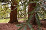 The spot in Lithia Park where the memorial bench will be installed pictured April 19, 2023, in Ashland, Ore. The bench will go in between the two redwood trees, with the goal that the trees will eventually grow into the bench.