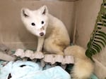 In this provided photo from Oct. 13, 2024, an arctic fox is sheltered at the Bird Alliance of Oregon, after being spotted in Portland last week. After her arrival at the facility on Saturday, an exam confirmed her species, and determined the young female was hungry and dehydrated. The Bird Alliance is working with the Department of Fish and Wildlife to determine her next home. 