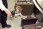 This beagle signals that a piece of luggage contains contraband at Washington Dulles International Airport in Chantilly, VA on March 14, 2001.