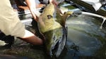 A chinook salmon from the Columbia River.