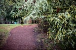 Pre's Trail winds through Alton Baker Park in Eugene, Ore., Saturday, Jan. 19, 2019.