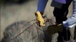 Volunteers take their last chance to remove barbed wire from Oregon's backcountry.