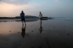 Volunteers check that all turtle hatchlings have entered the sea after they were released from a hatchery.