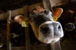 Cows poke their heads out from gates at a dairy farm in Tillamook, Ore., in this Feb. 19, 2020, file photo.