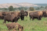 Buffalo roam in a field.