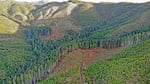 Clear-cutting in December 2020 near Jetty Creek, where 90% of the watershed has been logged in the last 20 years. Portland-based Stimson Lumber is now clearing some of the last remaining older trees. 