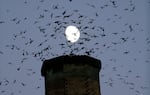 File - In this Sept. 13, 2016 file photo, the moon is visible in the background as a multitude of migratory Vaux's Swifts flock around a brick chimney at Chapman Elementary School in Portland, Ore.