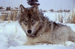 There’s a lot of misunderstanding when people talk about wolf management, according to a new study out of the University of Washington.