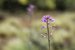 Purple penstemon blooms in Smith Rock State Park in Deschutes County on May 16, 2020. 