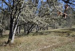 Trees in the Videra Oak Meadow in southwest Eugene.
