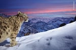 Sascha Fonseca captured this image during a three-year bait-free camera-trap project in Leh, Ladakh, India, high in the Indian Himalayas. Because of their remote habitat, they  are one of the most difficult large cats to photograph in the wild.