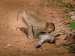 Federica Vinci's photo of two monkeys near a Cambodian temple.