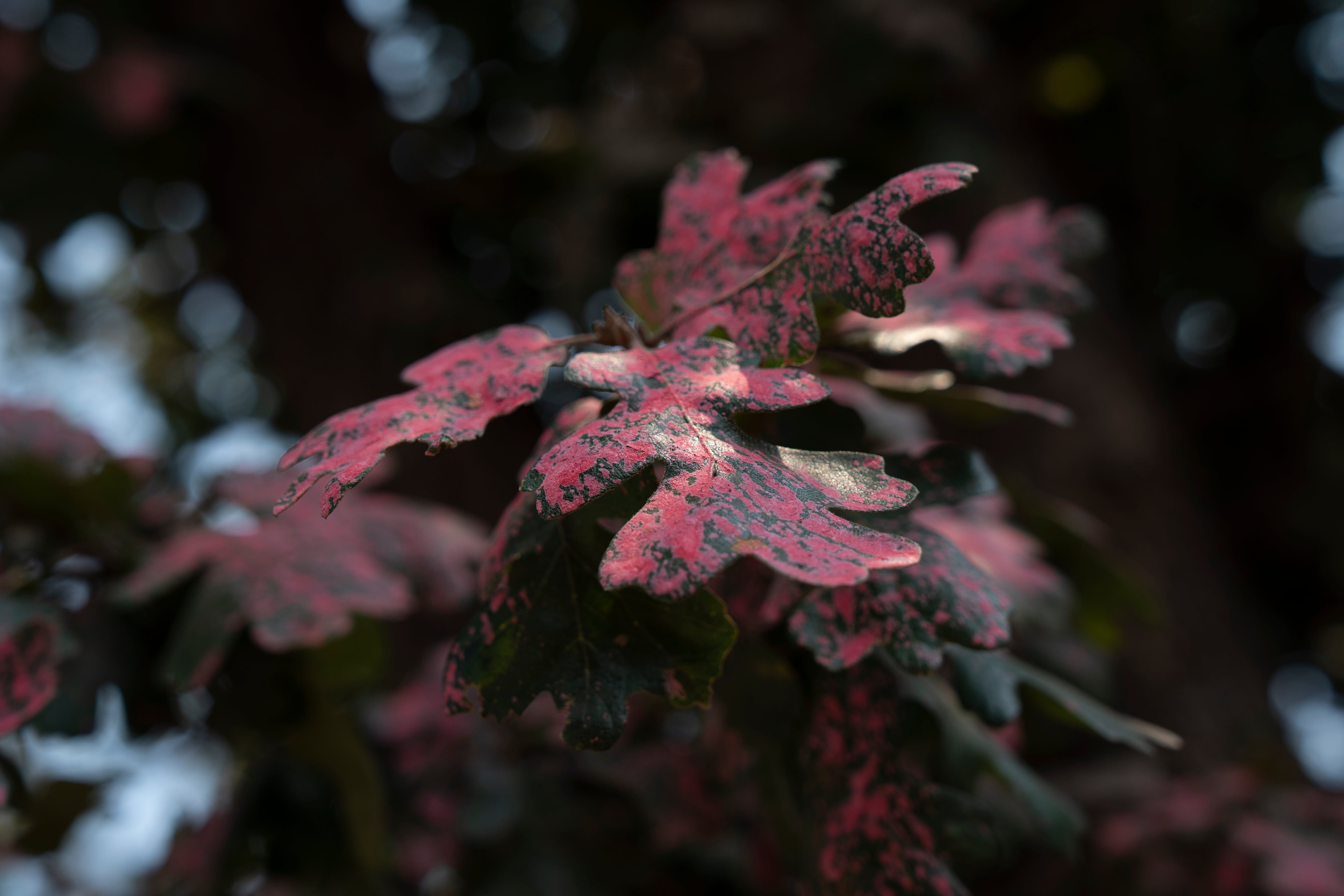 Fire retardant covers vegetation.