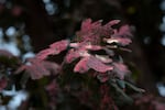Fire retardant covers vegetation.