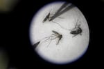 Mosquitoes captured in a village are viewed under a microscope at FunSalud. The researchers hope to use the insects as a way to sample the blood of people and animals without using a single needle.