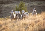 Sheep at Imperial Ranch Farms in Maupin, Oregon. Ranch leader Jeanne Carver is also founder of Shaniko Wool Company, which is providing wool to Ralph Lauren for the 2024 Summer Olympics opening ceremony in Paris.