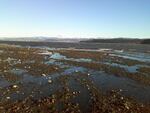 Low tide at Portage Bay in Washington's Whatcom County.