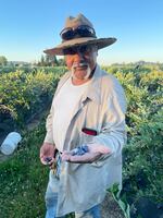 A man stands in a blueberry field holding berries in the palm of his outstretched left hand.