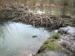 A beaver dam on Fanno Creek has caused water to back up in Greenway Park.