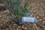 Silk tassel, or Garrya elliptica, is a winter-blooming native shrub that can grow up to 20 feet tall.