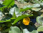 A transplanted wocus plant flowers at Lakeside Farms in June 2022 on a permanent wetland farmer Karl Wenner created to help clean the water he pumps into Upper Klamath Lake near Klamath Falls.