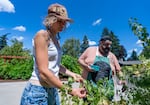 Burke, left, and volunteer James Simeone pick blackcurrants.