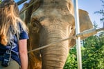 Chendra, a female Bornean elephant at the Oregon Zoo, stands next to elephant keeper Aimee Bischoff during a visual exam performed by Oregon Zoo head veterinarian Dr. Carlos Sanchez on Aug. 18, 2023.