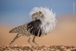 Animal Portrait Winner: Puff Perfect. La Oliva, Fuerteventura, Spain. A Canary Islands houbara male returns annually to its courtship site to perform impressive displays.