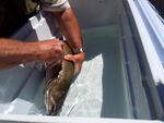 Jeff Thomas inserts a pit tag into a bull trout. The quick procedures helps biologist track each fish.