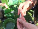 A juvenile chinook salmon from the Klamath River shows signs of parasitic infection and disease.