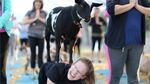 A goat stands on the back of a participant during a Goat Yoga class Friday, Oct. 27, 2017.